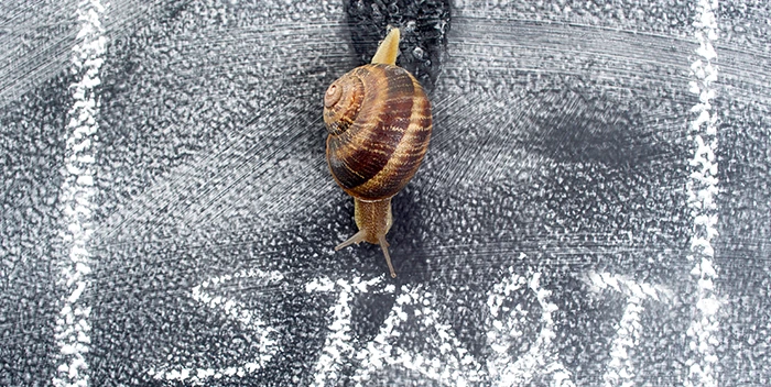 Un caracol arrastrándose sobre una pizarra con la palabra inicio escrita en ella.