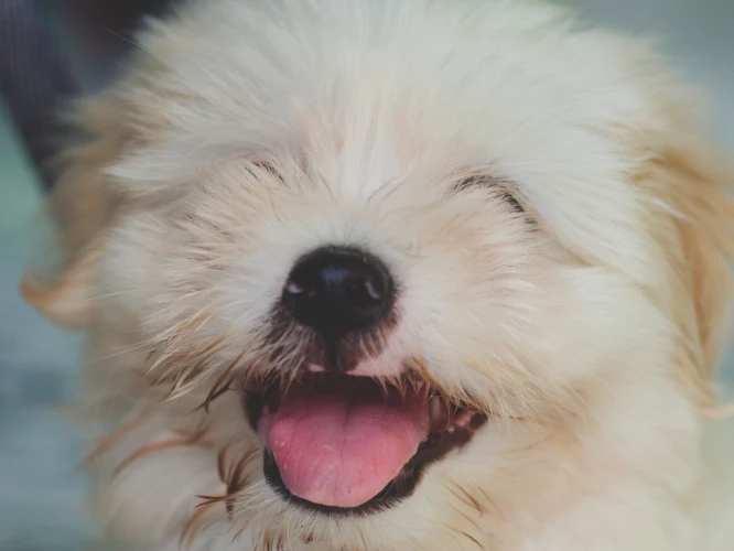 Primer plano de un cachorro blanco y esponjoso con los ojos cerrados y la lengua afuera, aparentemente sonriendo y derritiendo cualquier estrés fisiológico.