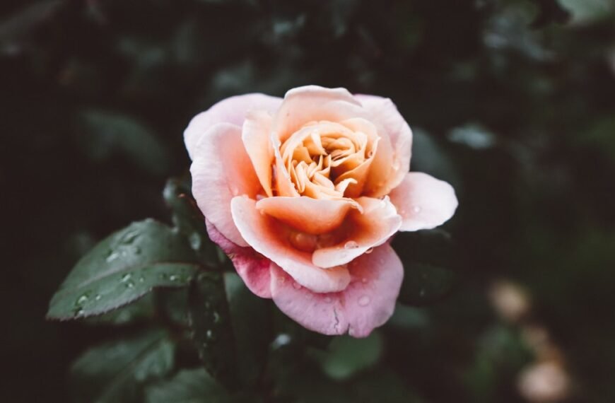 Una rosa rosa y durazno en flor con gotas de lluvia en sus pétalos y hojas encarna una belleza serena que evoca sentimientos de relajación.