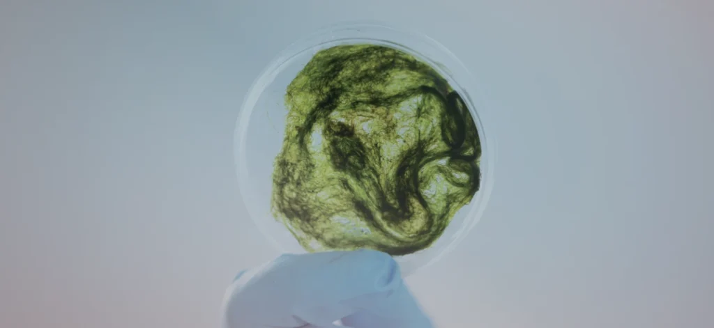 Una mano enguantada sujeta una placa de Petri que contiene una sustancia fibrosa de color verde, posiblemente estudiada por su respuesta al estrés oxidativo, sobre un fondo claro.