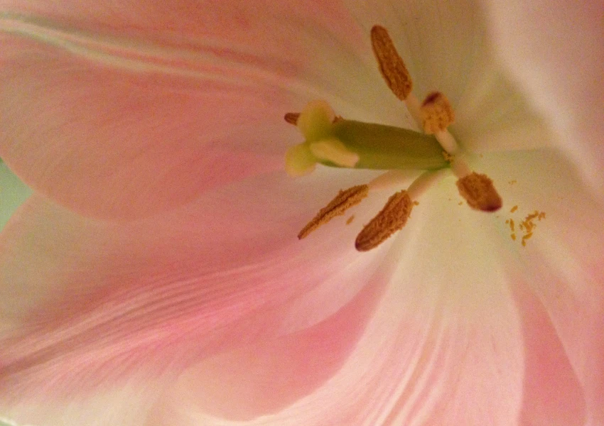 Primer plano del interior de una flor rosa que muestra sus pétalos, estambres cubiertos de polen y pistilo: un recordatorio para mejorar tu autoestima apreciando la belleza de los detalles.