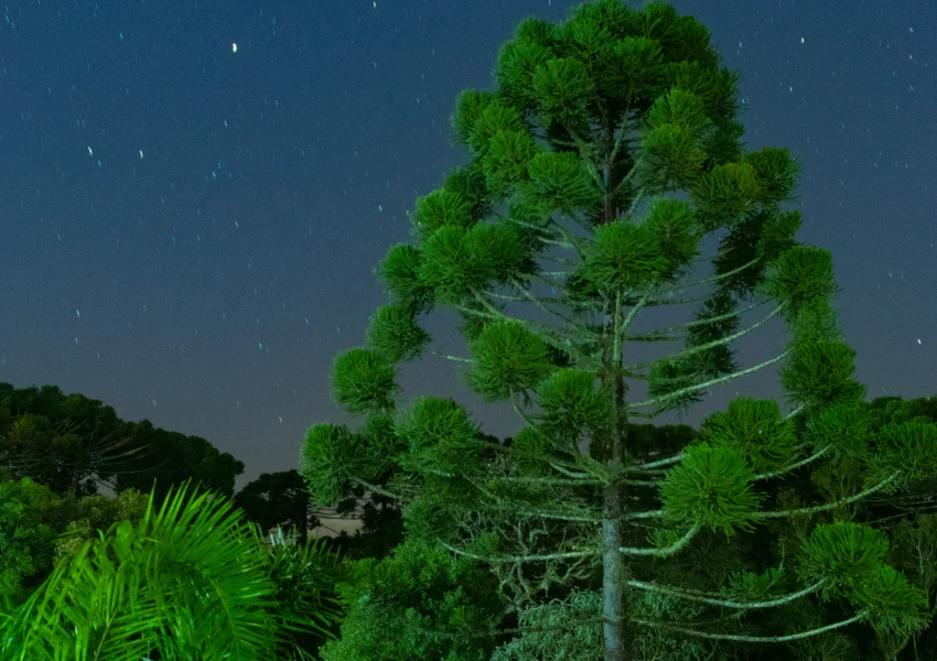 Una alta araucaria se alza entre otras plantas bajo un cielo nocturno despejado con estrellas visibles, invitándote a vivir el momento presente y a apreciar la tranquila belleza de la naturaleza.