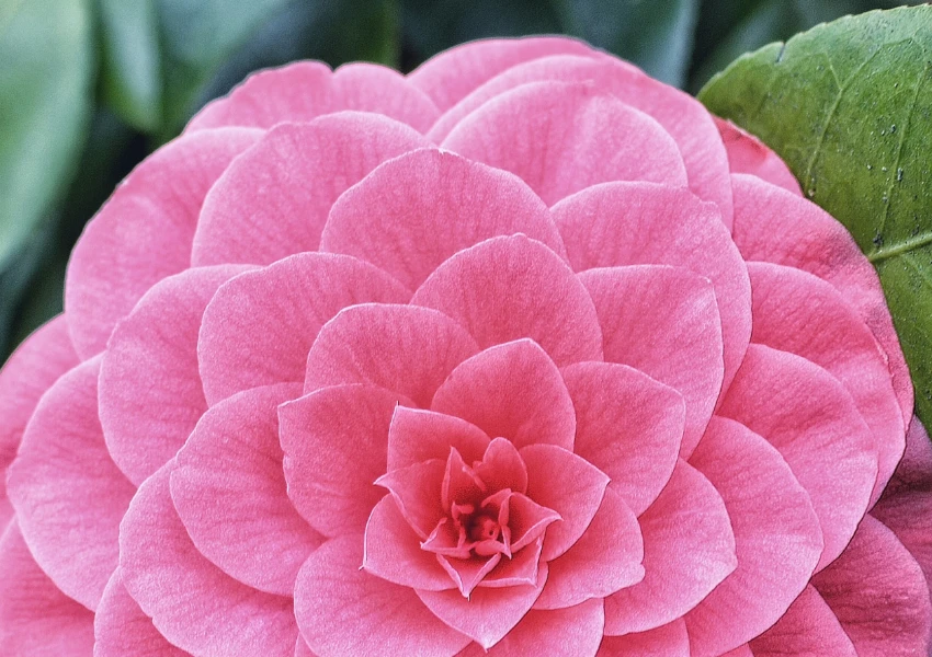 Primer plano de una flor de camelia rosa con pétalos en capas, rodeada de hojas verdes: perfecta para inspirar frases de reflexión autoestima con su belleza natural y su delicado encanto.