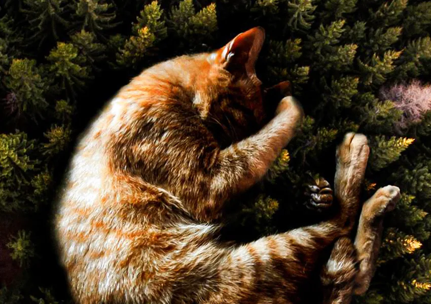 Un gato atigrado marrón está acurrucado y durmiendo sobre una superficie que se asemeja a un denso follaje verde, encarnando pura relajacion hipnosis para dormir.