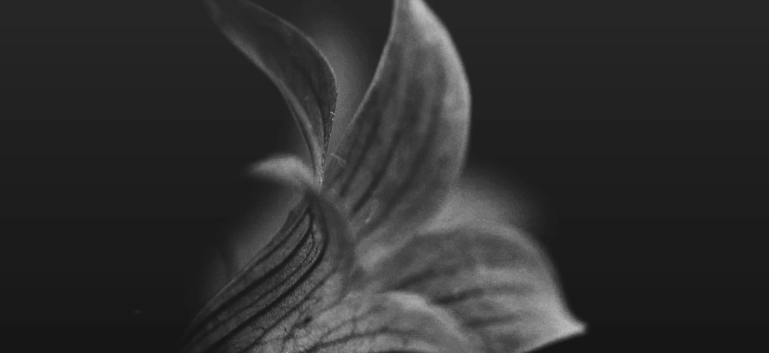 Primer plano en blanco y negro de una hoja de planta con venas visibles y textura suave sobre un fondo oscuro y borroso, que evoca una sensación de relajacion espiritual.