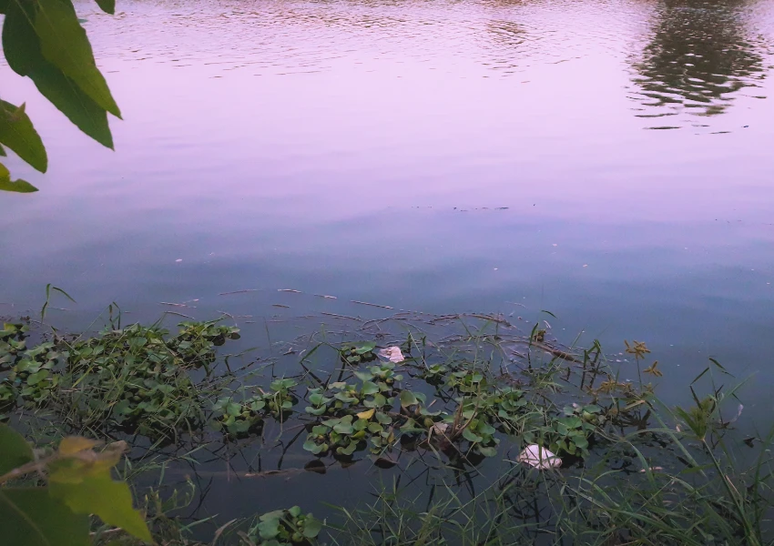 Una tranquila masa de agua con plantas acuáticas verdes y hierba en la orilla, reflejando un cielo nublado con toques de púrpura y rosa-relájate en 5 minutos en esta tranquila y relajante escena.